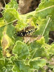 Vespula atropilosa