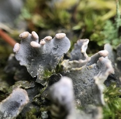 Peltigera didactyla