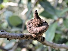 Heteroecus sanctaeclarae