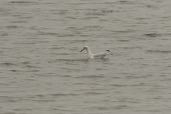 Chroicocephalus genei