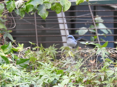 Polioptila dumicola