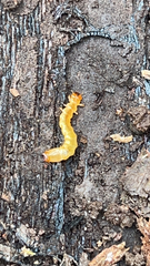 Dendroides canadensis