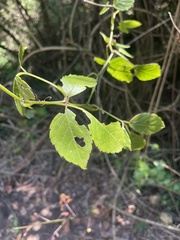Cyphostemma anatomicum