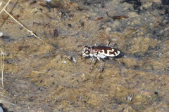Cicindela hirticollis