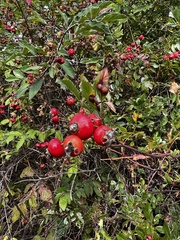 Rosaceae