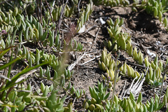 Curio radicans