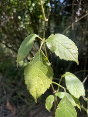 Cyphostemma anatomicum
