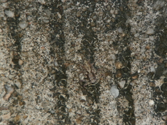 Phaeacius malayensis