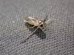 Cymatia rogenhoferi