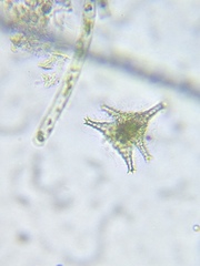 Staurastrum anatinum