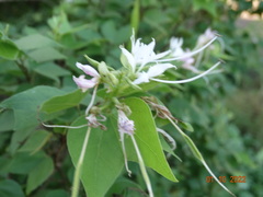 Bauhinia divaricata