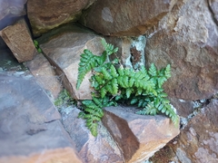 Asplenium billotii