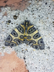 Pantherodes