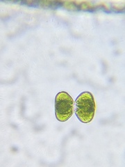 Cosmarium