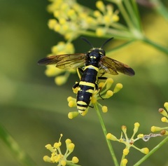 Tenthredo marginella