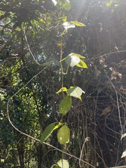 Cyphostemma anatomicum