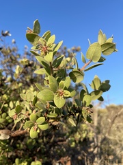 Arctostaphylos morroensis
