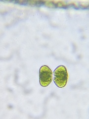 Cosmarium