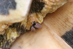Hyalomma aegyptium