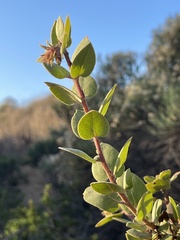 Arctostaphylos morroensis