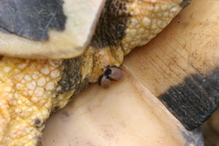 Hyalomma aegyptium