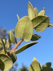 Arctostaphylos morroensis