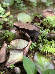 Lithobates warszewitschii