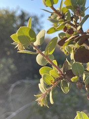 Arctostaphylos morroensis