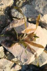 Vallisneria spiralis