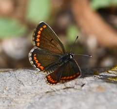 Aricia agestis