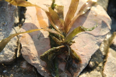 Vallisneria spiralis