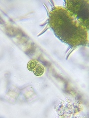 Cosmarium contractum