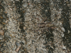 Phaeacius malayensis