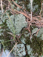 Xanthoparmelia conspersa