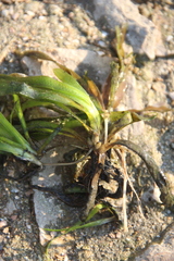 Vallisneria spiralis