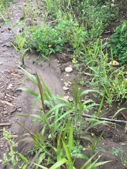 Panicum philadelphicum