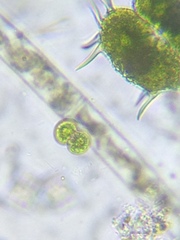 Cosmarium contractum