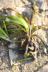 Vallisneria spiralis
