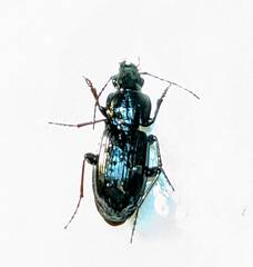 Carabidae