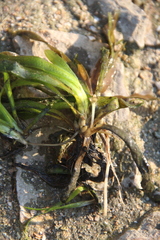 Vallisneria spiralis