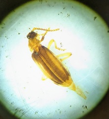 Ischalia costata