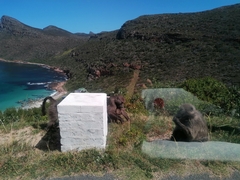 Papio ursinus ursinus