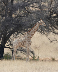 Giraffa camelopardalis