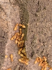 Acanthomyops