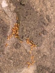 Acanthomyops
