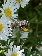Melissodes druriellus
