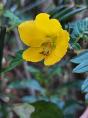 Senna multiglandulosa