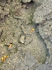 Acanthomyops