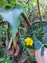 Senna multiglandulosa