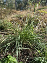 Elymus glaucus